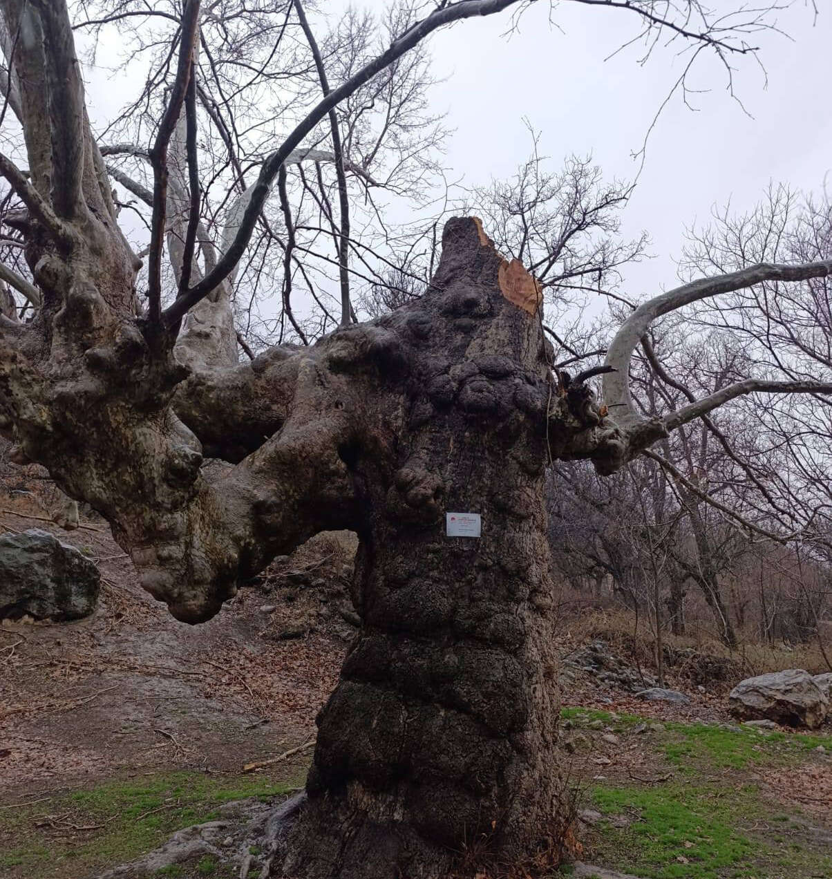 Konya’da 500 yıllık çınar ağacı rüzgara dayanamadı 5